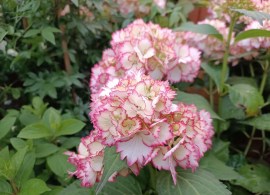 hydrangea-cocktail (1)